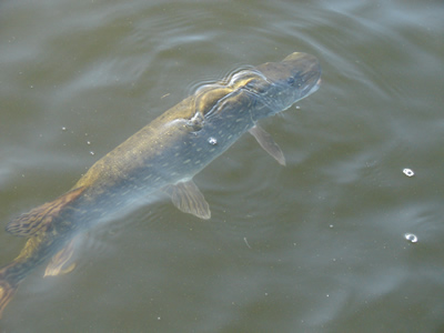 Pike